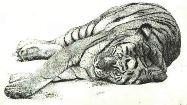 tiger in pen and ink stippling style