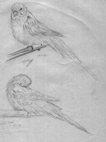 canary in pencil on paper drawn from life